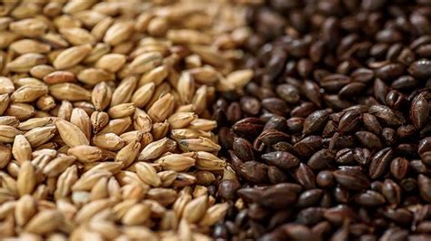 roasted malted barley - roasted barley vs black malt.